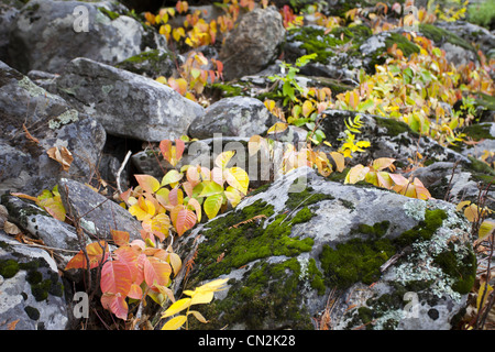 Herbst Blätter gegen Moos bedeckt, Felsen, Montana, USA Stockfoto