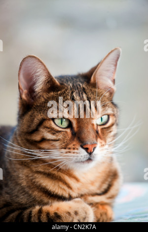 Eine vertikale Porträt einer Brown Spotted Bengal Katze. Stockfoto