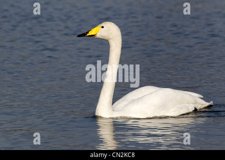 Whooper Schwan, Cygnus Cygnus, einziger Vogel auf dem Wasser, Parks in London, März 2012 Stockfoto