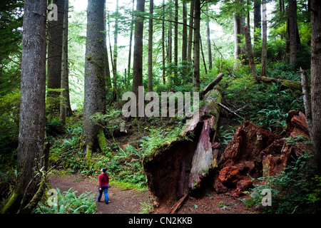 Frau zu Fuß durch Wald mit umgestürzten Baum Stockfoto