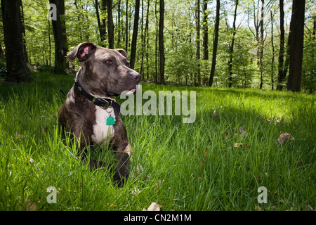 Hundesitting in Rasen im Wald Stockfoto