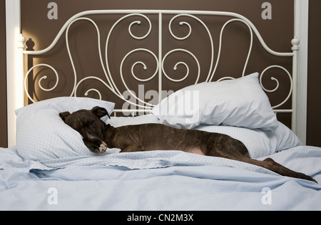 Hund im Bett schlafen Stockfoto