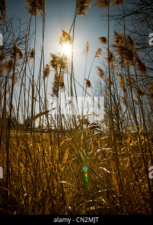 Hohen Unkraut Stiele semi-Silhouette gegen eine erweiternde Sonne in den Taghimmel. Stockfoto