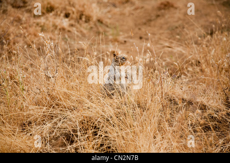 Eichhörnchen im Rasen Stockfoto