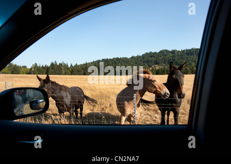 Pferde, die durch Autofenster gesehen Stockfoto