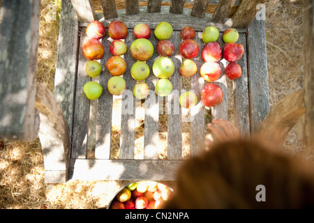 Äpfel Trocknen auf Holzstuhl Stockfoto