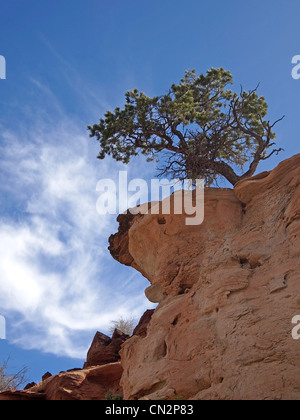 Eine kleine Pinyon-Kiefer am Rande einer einsamen Klippe. Stockfoto