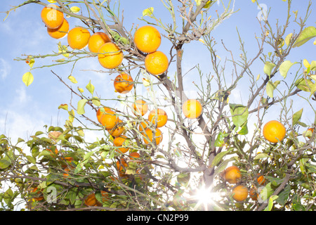 Frische Orangen wachsen auf Baum Stockfoto