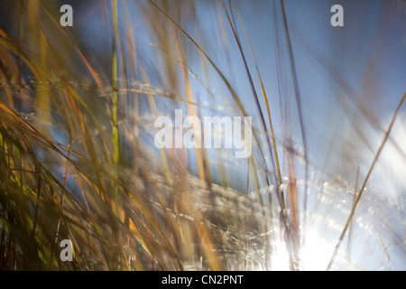 Grass abstrakt, Nahaufnahme Stockfoto