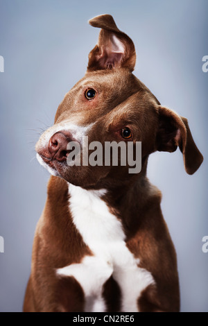 Porträt von einem Pitbull-mix Stockfoto