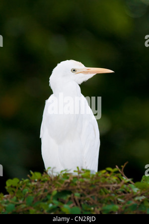 ein weiße Kuhreiher Vogel steht auf einem Busch Stockfoto