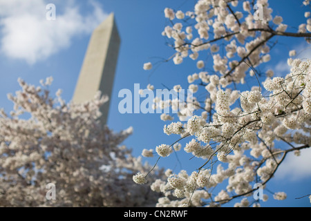 Die Washington DC Kirschblüte Peak blühenden Bäumen. Stockfoto