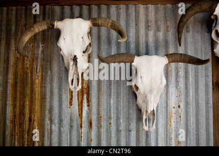Gehörnte Kuh Schädel auf rostigem Metall Wand, Texas, USA Stockfoto