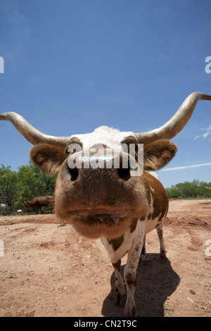 Longhorn Kuh Porträt, Nahaufnahme Stockfoto