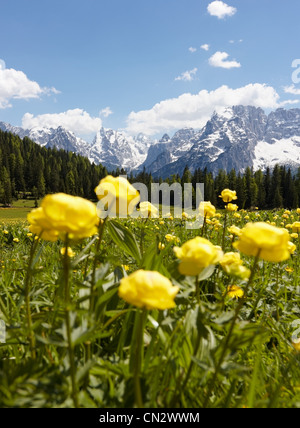 Berglandschaft mit gelben Blüten, Cortina d ' Ampezzo, Italien Stockfoto