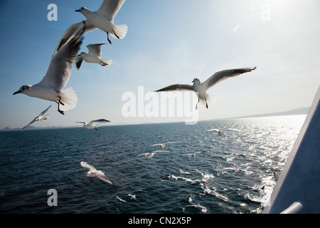 Möwen fliegen über Meer Stockfoto