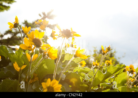 Gelbe Blüten, Nahaufnahme Stockfoto