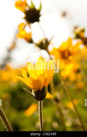 Gelbe Blüten, Nahaufnahme Stockfoto