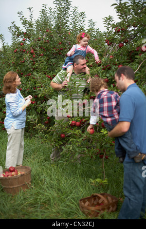 Familie pflücken Äpfel im Obstgarten Stockfoto