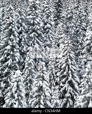 Schneebedeckte Bäume, Grand Massif, Französische Alpen Stockfoto