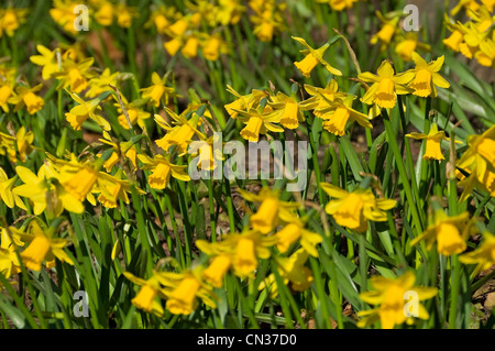 Nahaufnahme von Tete a tete daffodil narcissi narcissus gelb Blumen blühende Narzissen im Frühlingsgarten England Vereinigtes Königreich Königreich Großbritannien Stockfoto