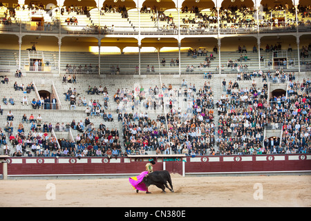 Stierkämpfer mit Stier in der Stierkampfarena Las Ventas mit Publikum, Madrid Stockfoto