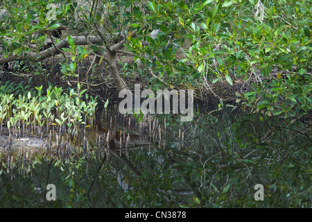 Lemon Tree Passage, NSW Stockfoto