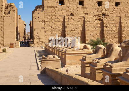 Ägypten - Tempel des Amun-Re, Karnak-Tempel-Komplex, Avenue des Rams, Oberägypten Stockfoto