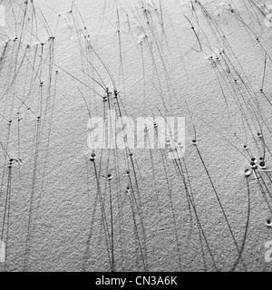 Grass in Sanddüne Stockfoto