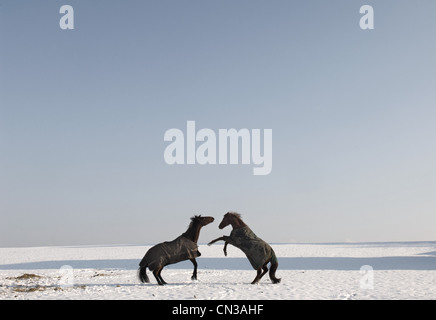 Zwei Pferde Aufzucht im Schnee Stockfoto