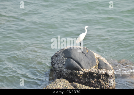 Vogel auf Felsen in Kovalam Kerala Indien Stockfoto