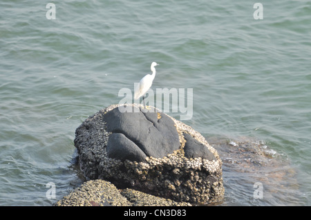 Vogel auf Felsen am Kovalam Kerala Malabar Indien Stockfoto