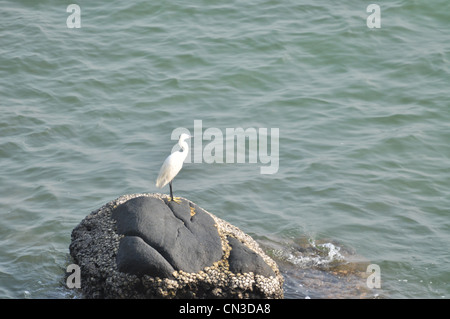 Vogel, ruht auf Felsen in der Nähe von Strand von Kovalam Kerala Malabar Indien Stockfoto