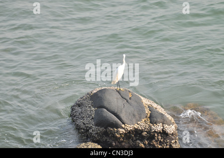 Vogel auf Felsen am Kovalam Kerala Malabar Indien Stockfoto