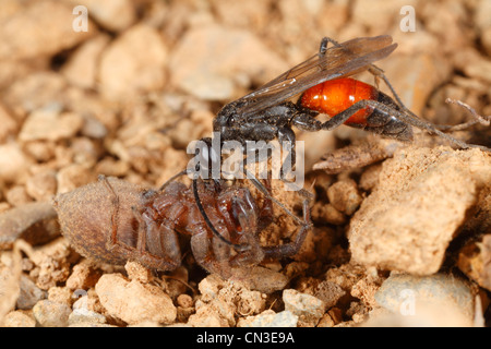 Weibliche Spinne Wespe Priocnemis Perturbator mit Spinne Beute. Powys, Wales. April. Stockfoto