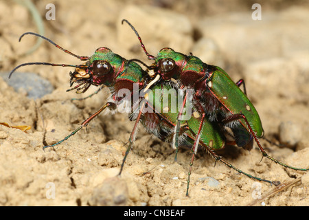 Paarung Green Tiger Käfer (Cicindela Campestris). Ariege Pyrenäen, Frankreich. Mai. Stockfoto