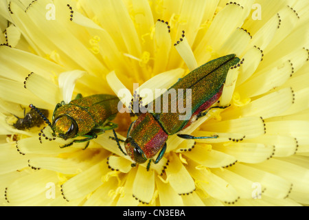 Buprestid Käfer (Anthaxia Hungarica) - Juwel Käfer. In einer Hawkbit Blume. Stockfoto