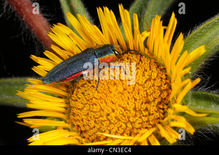 Weibliche Buprestid Käfer (Anthaxia Hungarica) - Juwel Käfer. In einer Blume Pallensis Spinosa. Stockfoto