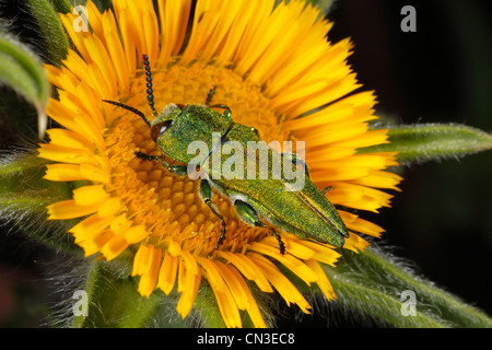 Männliche Buprestid Käfer (Anthaxia Hungarica) - Juwel Käfer. In einer Blume Pallensis Spinosa. Stockfoto