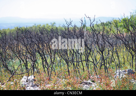 Kermes-Eiche (Quercus Coccifera) regenerieren nach einem Brand. In der Garrigue. In der Nähe von Minerve, Département de l'Hérault, Frankreich. Mai. Stockfoto