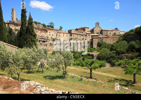 Ein Olivenhain in der historischen Stadt Minerve, Département de l'Hérault, Frankreich. Mai. Stockfoto