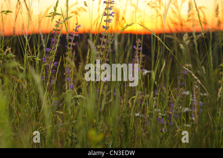 Wiese Salbei (Salvia Pratensis) Blüten in einer Mähwiese bei Sunset.On Causse de Gramat, viel Region, Frankreich. Mai. Stockfoto