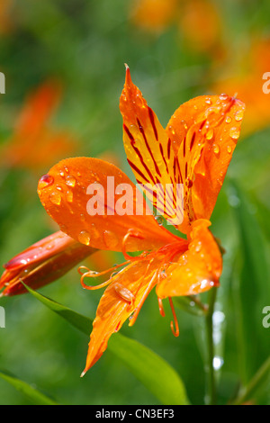 Peruanische Lilie (Alstroemeria Aurea) Nahaufnahme Blume, in einem Garten nach Regen. Powys, Wales. Juli. Stockfoto