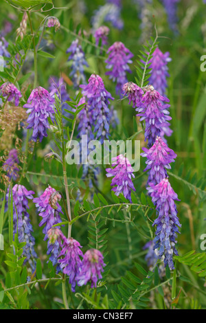 Getuftete Wicke (Vicia Cracca) Blüte. Powys, Wales. Juli. Stockfoto