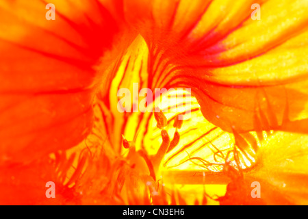 Innenraum einer Blume ein Garten Kapuzinerkresse (Tropaeolum Majus). Juli. Stockfoto