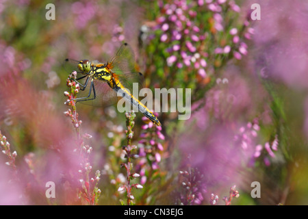 Black Darter Libelle (Sympetrum Danae) auf Heather. Shropshire, England. August. Stockfoto
