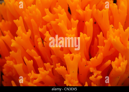 Nahaufnahme des gelben Stagshorn Pilz (Calocera Viscosa) Fruchtkörper auf einem Baumstumpf Nadelbaum. Powys, Wales. August. Stockfoto