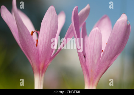 Wiese Safran (Colchicum Autumnale) blühen auf der Weide, Llanmerewig Glebe, Powys, Wales. August. Stockfoto