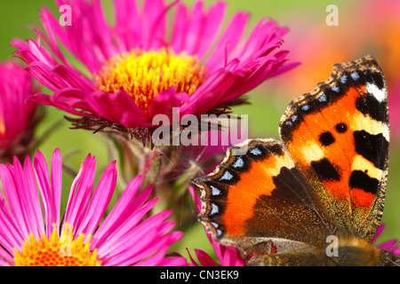Kleiner Schildpatt Schmetterling (Aglais Urticae) ernähren sich von Michealmas Daisy (Aster Novae-Angliae) in einem Garten. Stockfoto