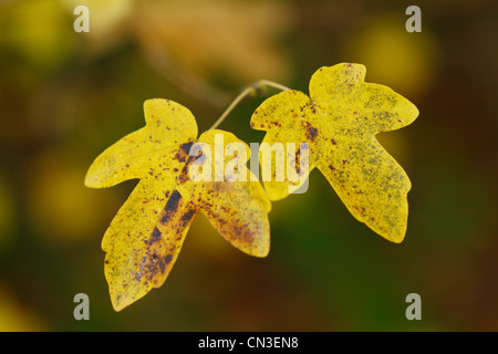 Feldahorn (Acer Campestre) Blätter in Herbstfärbung. Powys, Wales, Oktober. Stockfoto